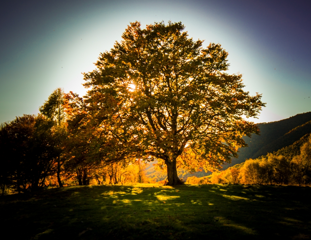 Albero e luce