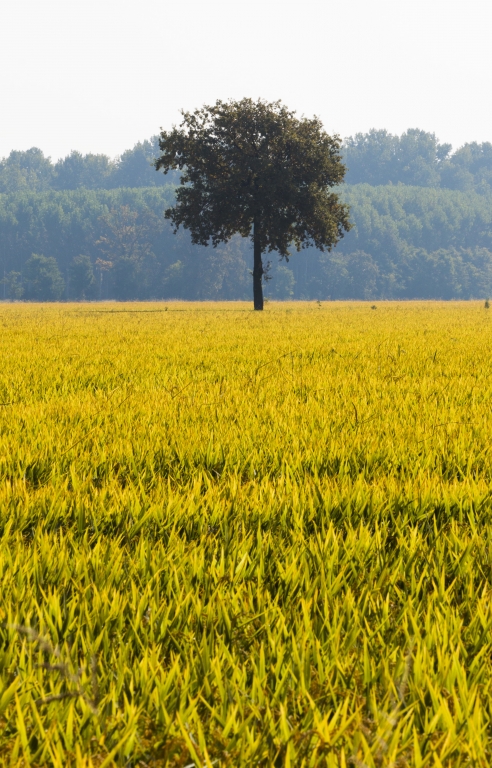 Campi gialli della Pianura Padana