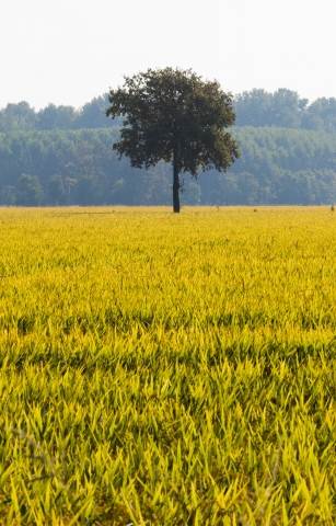 Campi gialli della Pianura Padana
