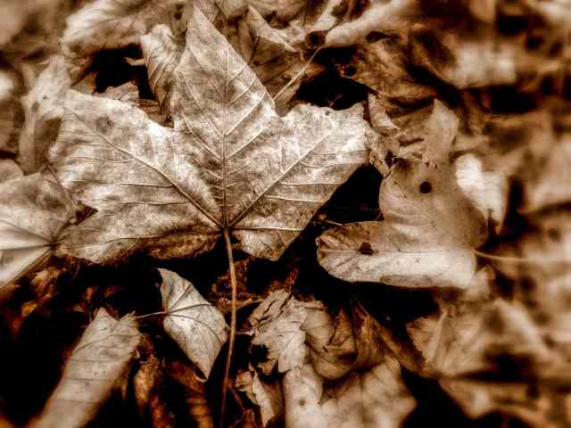 AUTUNNO NEL CUORE