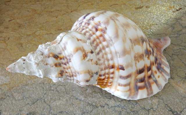 ricordi di mare due