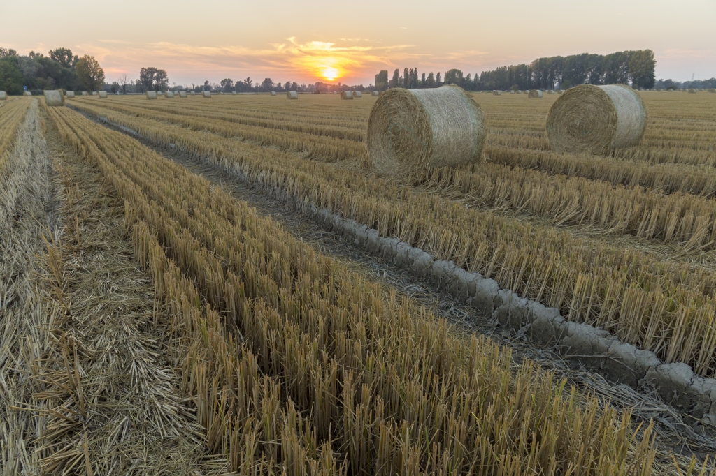 Tramonto su un campi di grano