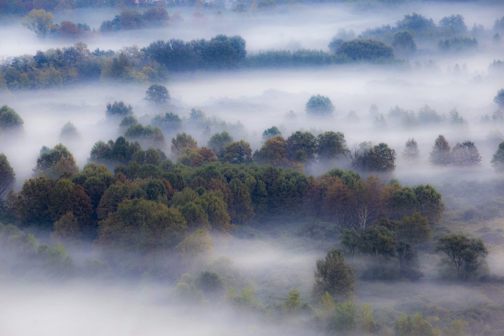 Foschia mattutina sugli alberi