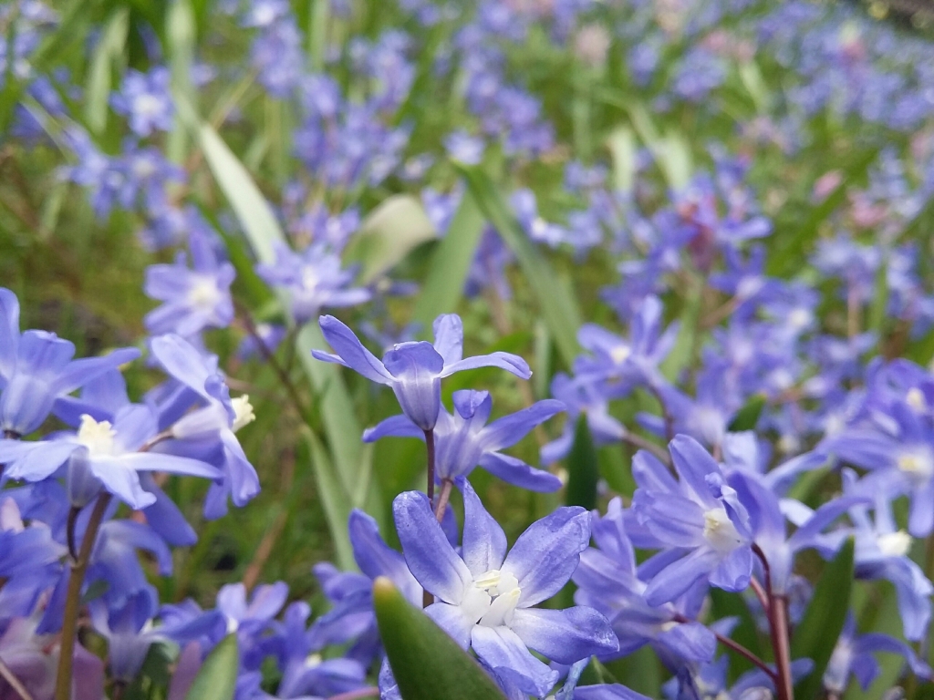 Natura olandese