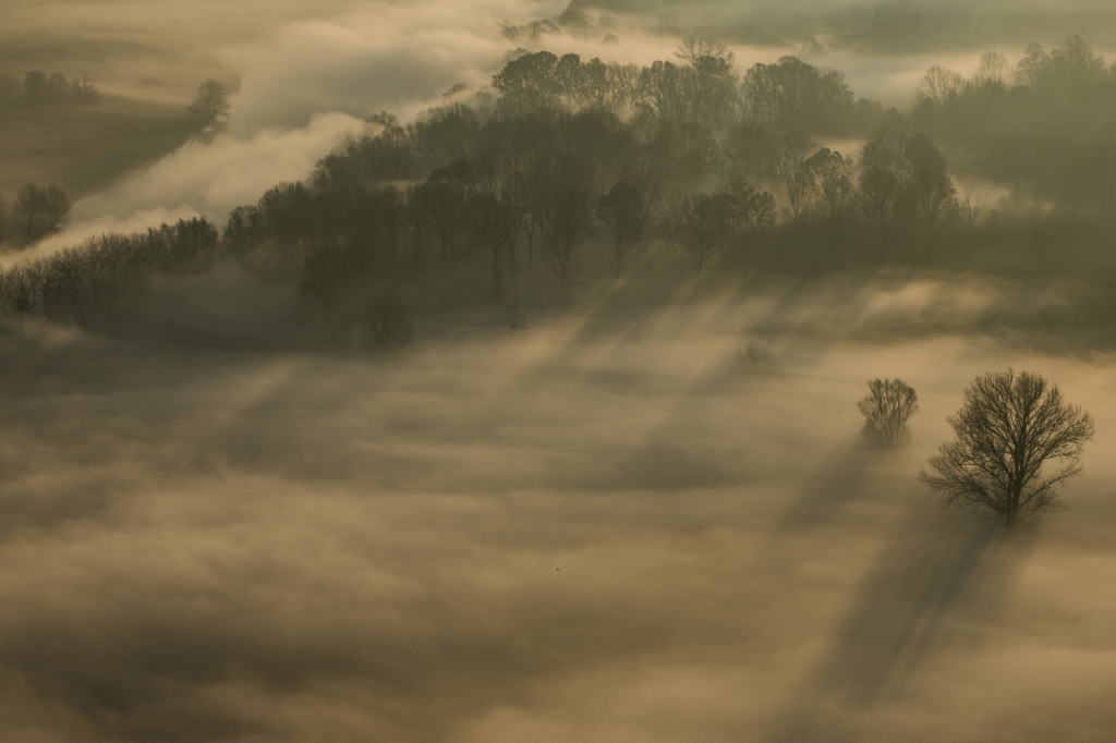Alberi nella foschia