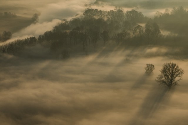 Alberi nella foschia