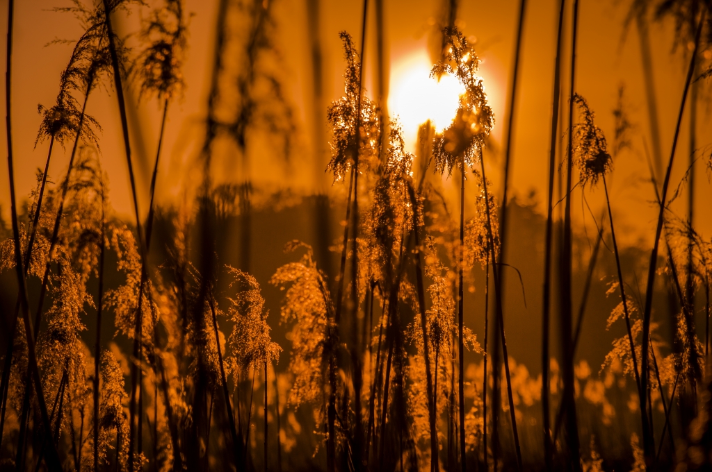 Raggi di sole nel canneto