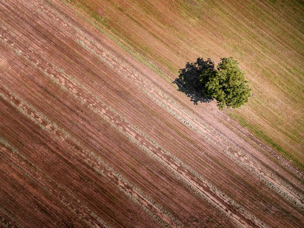 Solitario