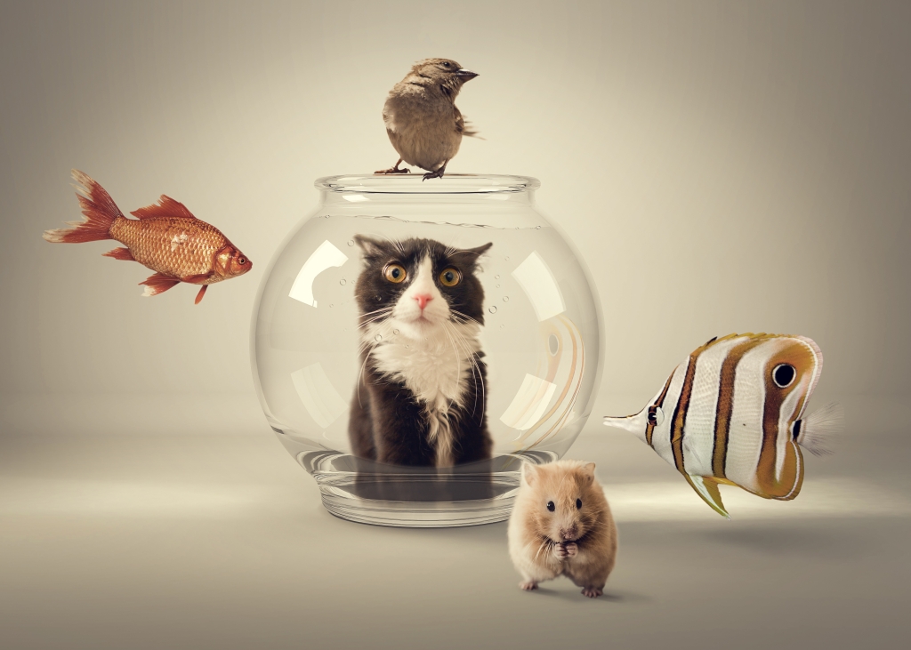 curiosity killed the cat