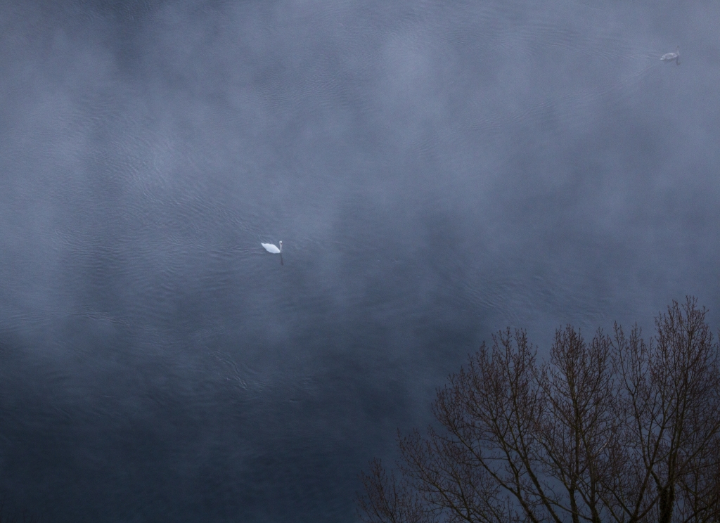 Cigno nella foschia