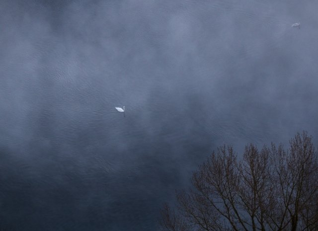 Cigno nella foschia