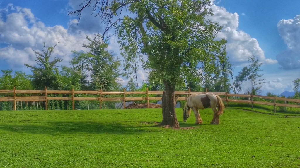 Cavallo