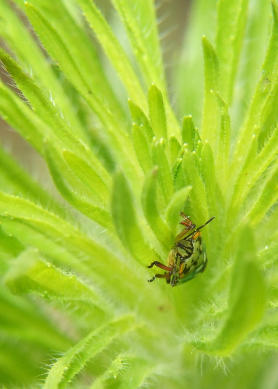 abisso verde