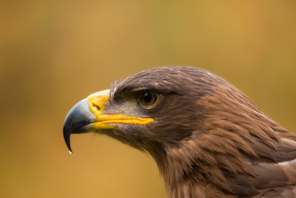 Aquila reale