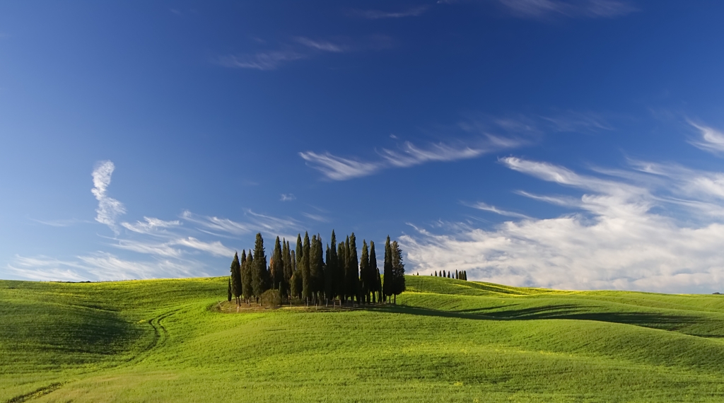 Cipressini