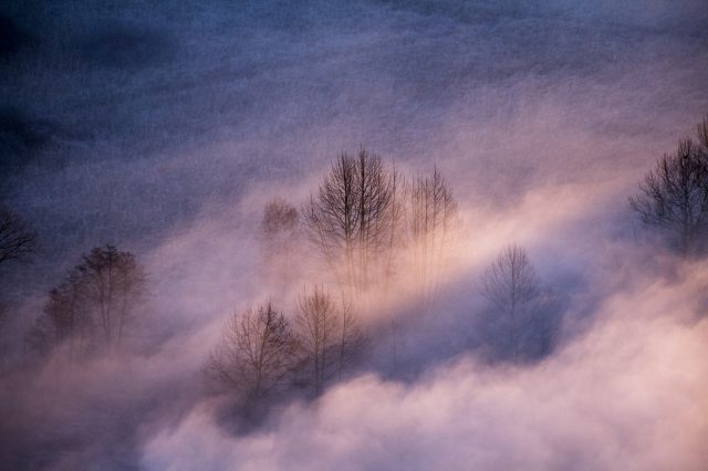 Alberi tra la foschia