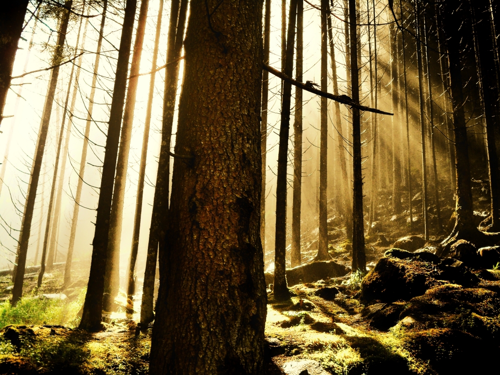 Magia del bosco