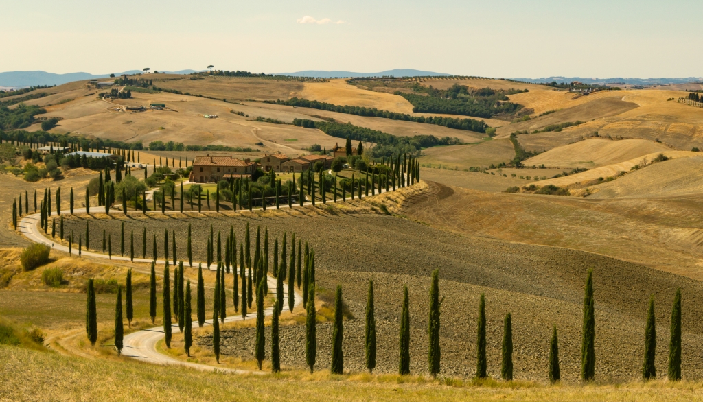 Cipressi