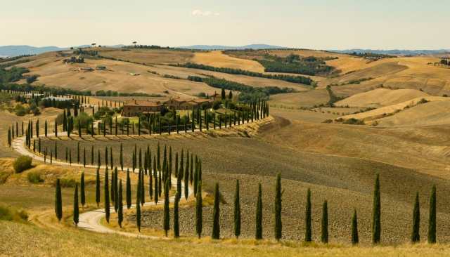 Cipressi