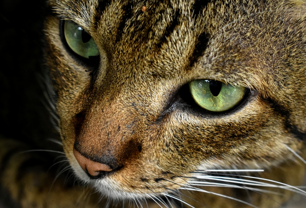 Ritratto di un gatto..