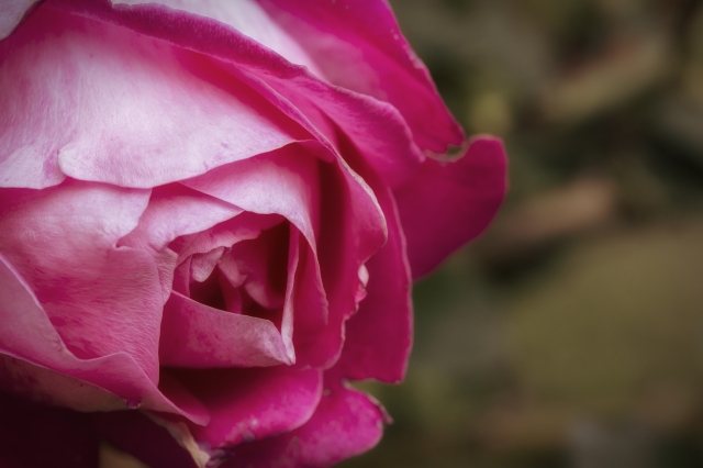 Una rosa particolare
