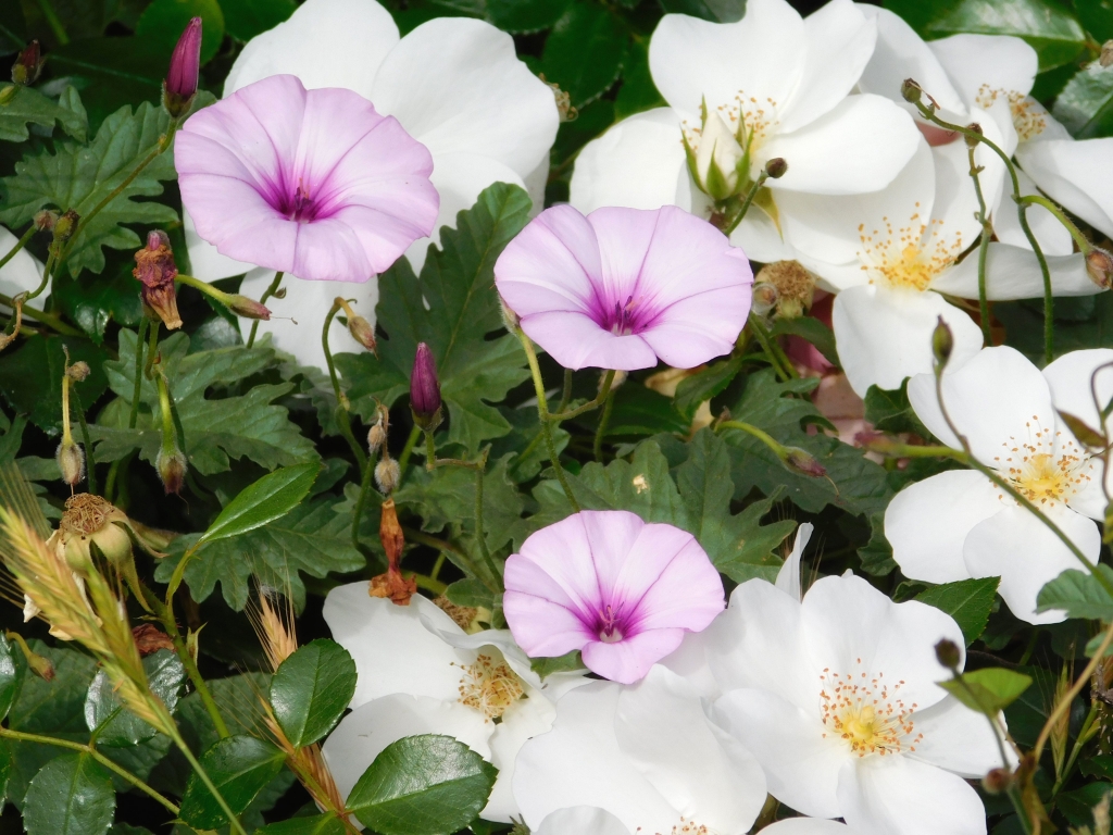 flowers