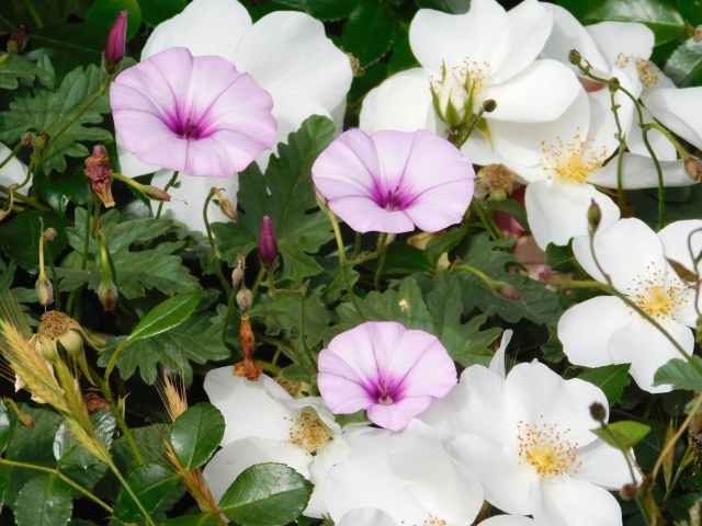 flowers