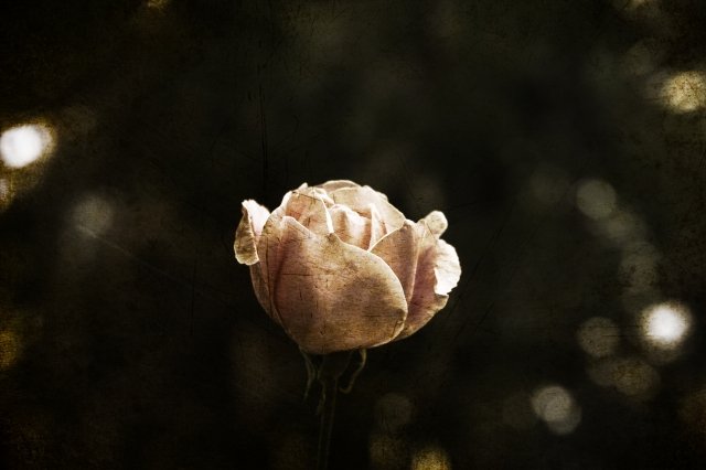 Una rosa invecchiata