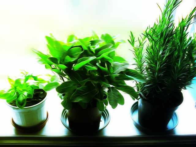 Piante aromatiche