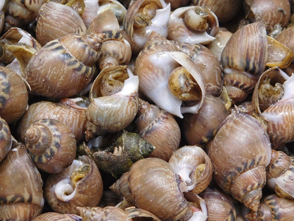 sea snails
