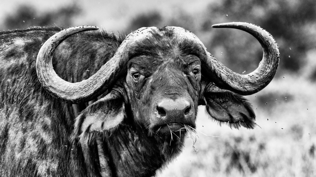 Bufalo, ritratto