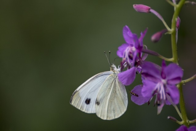 Farfalla cavolaia su un fiore