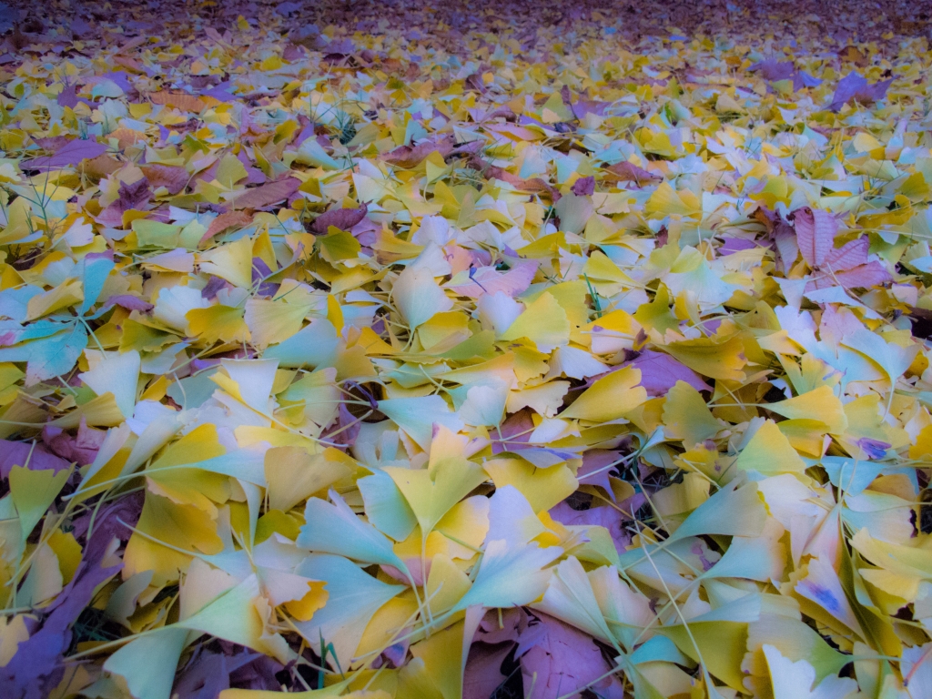 Autunno, distesa di foglie colorate