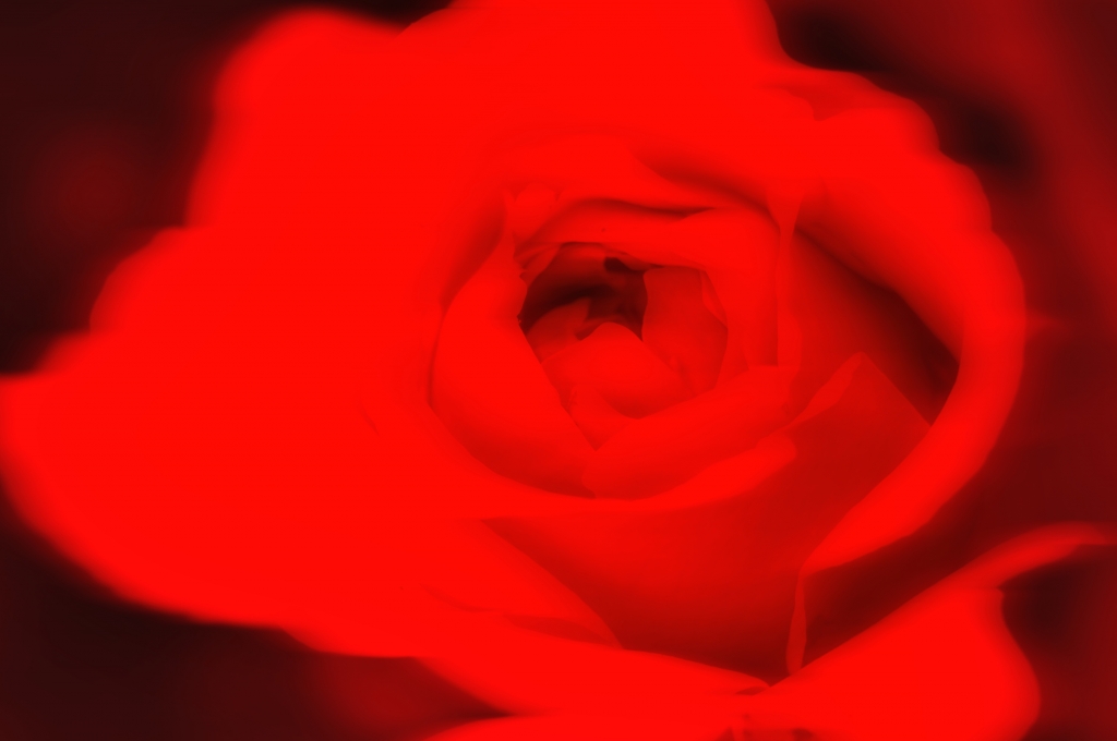 Rosa