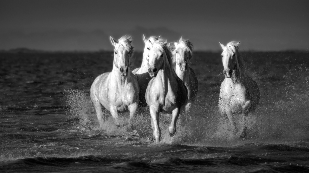 oh oh cavallo, oh oh!