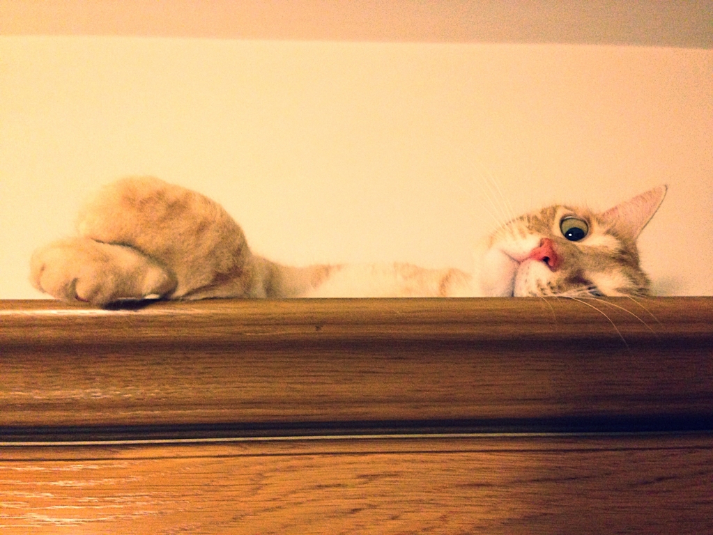 gatto