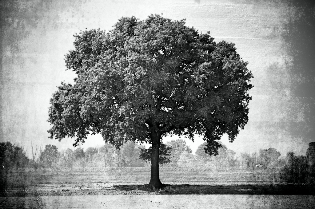 Big Tree