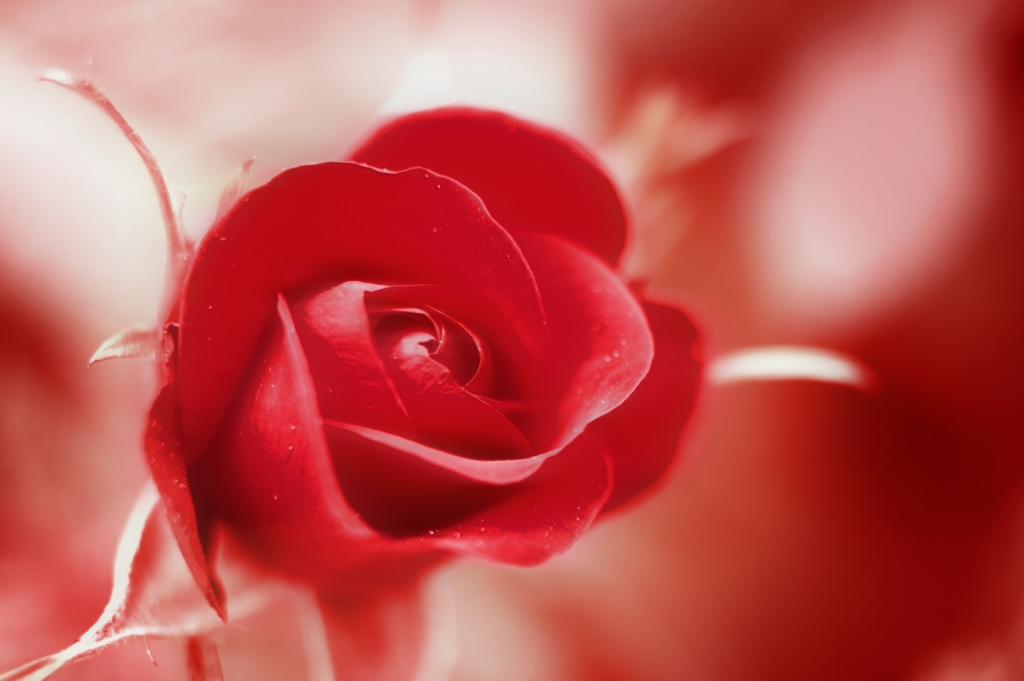 Rosa in rosso...