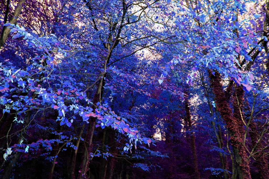 Alberi