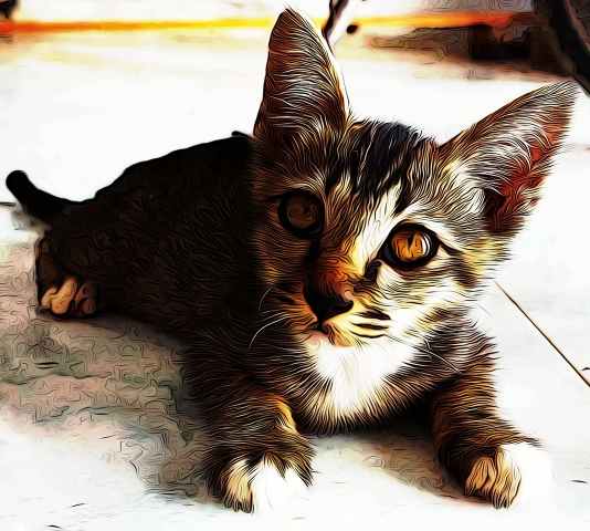 Kitty