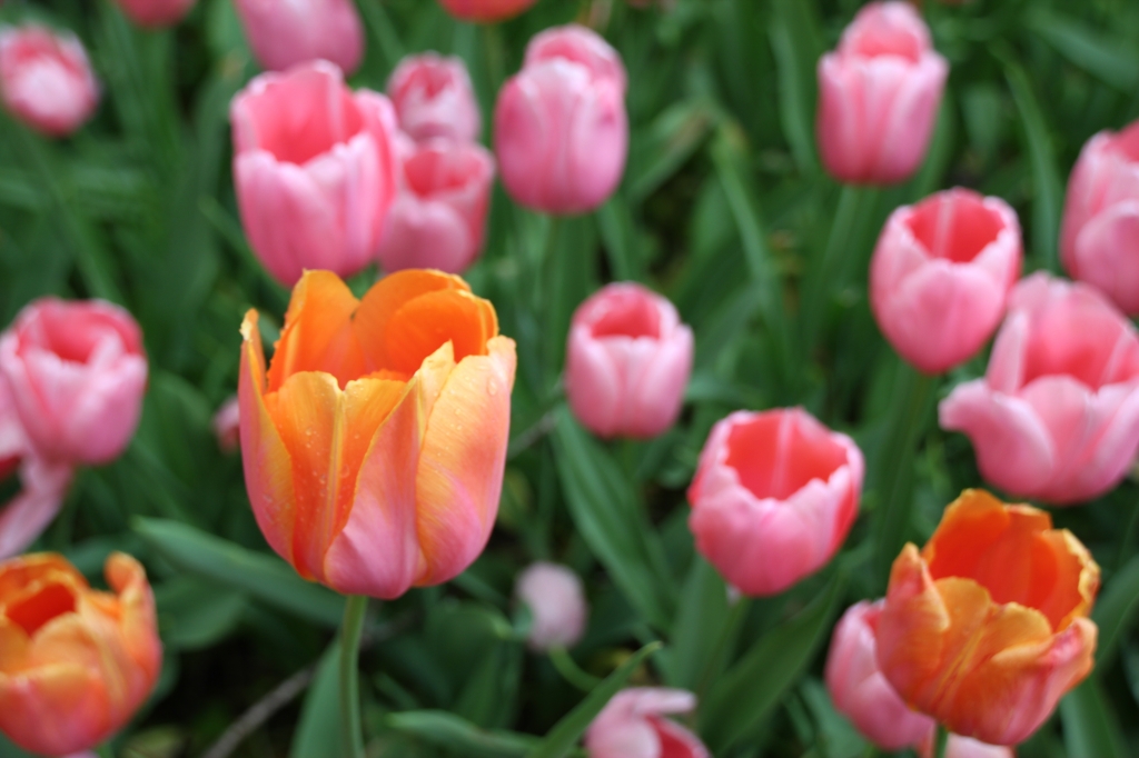 tulipani rosarancio
