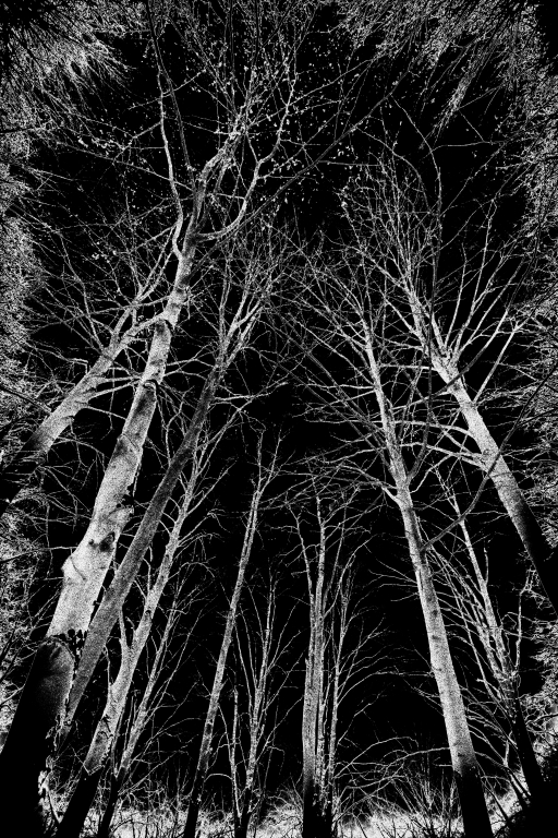 Il bosco di notte