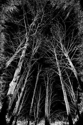 Il bosco di notte · silbongia