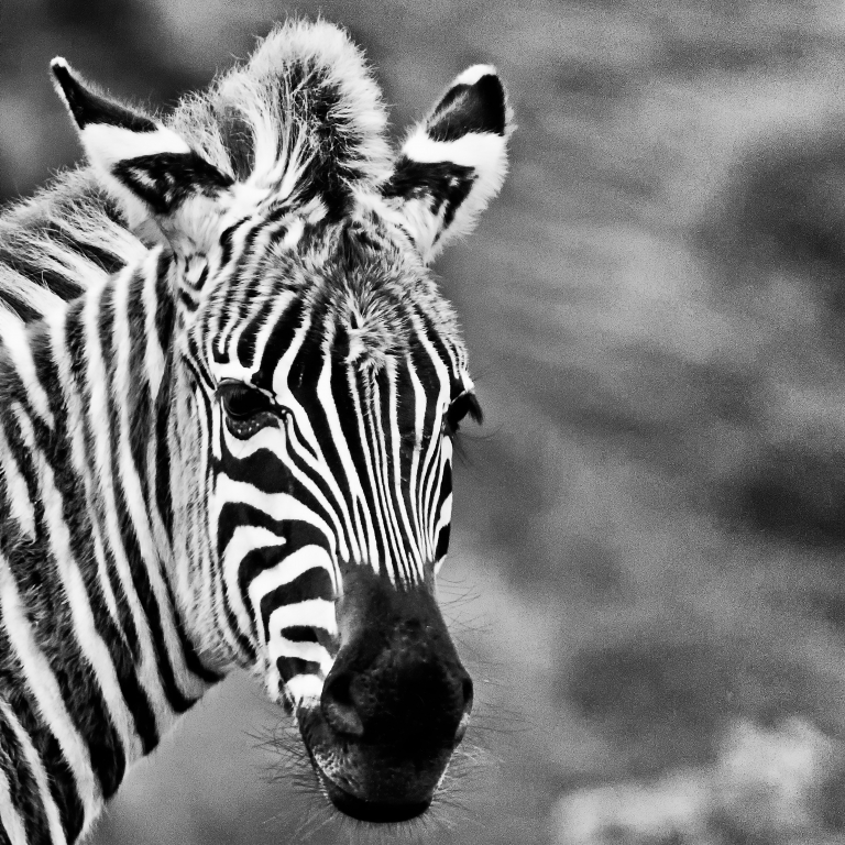 una zebra a pois!