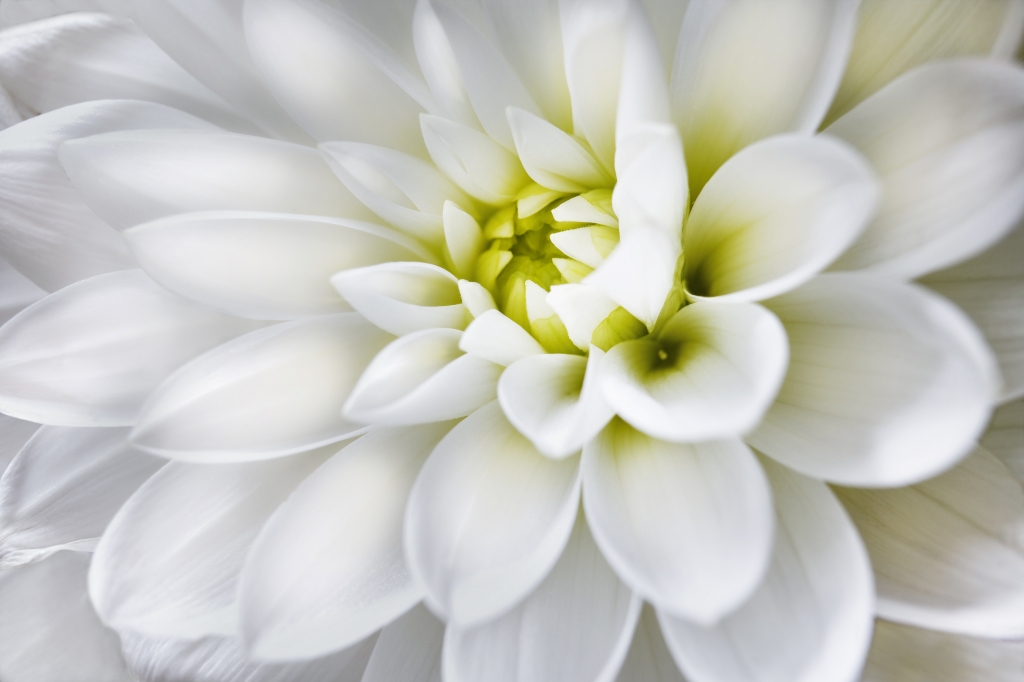 White Dahlia