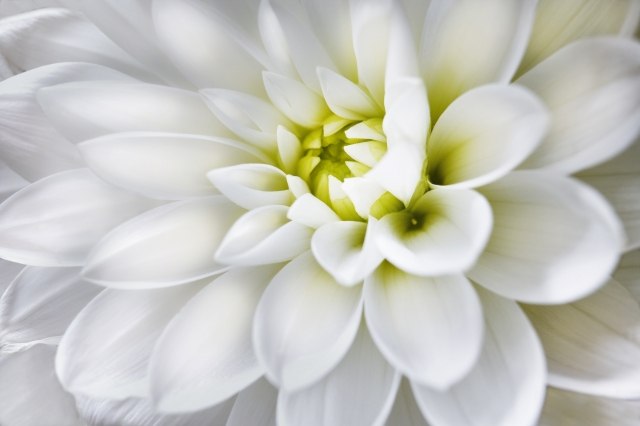 Tableau moderne et impression - White Dahlia