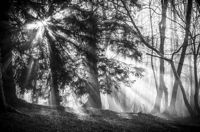Luce incantevole · dandri