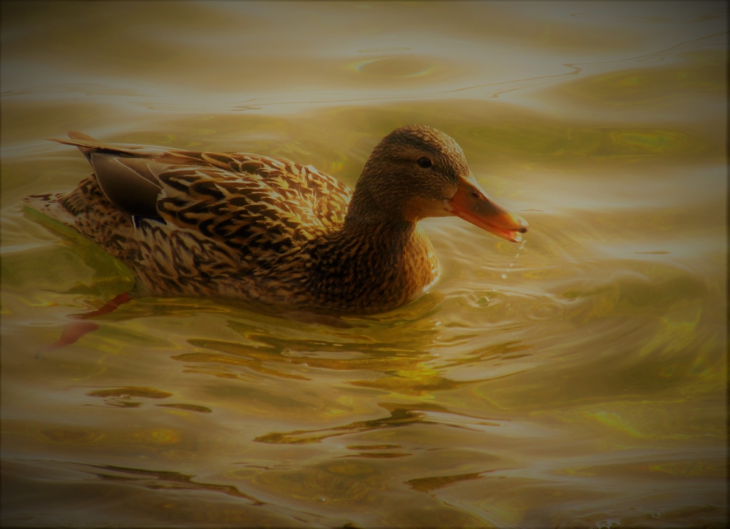 Anatra che sguazza nel lago