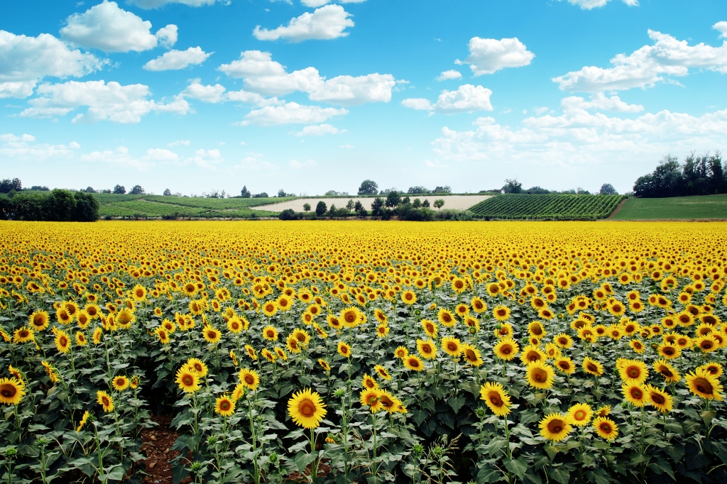 Girasoli