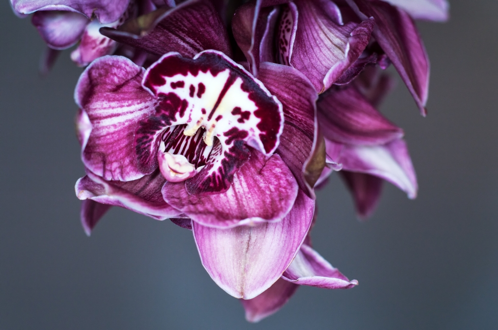 orchidea